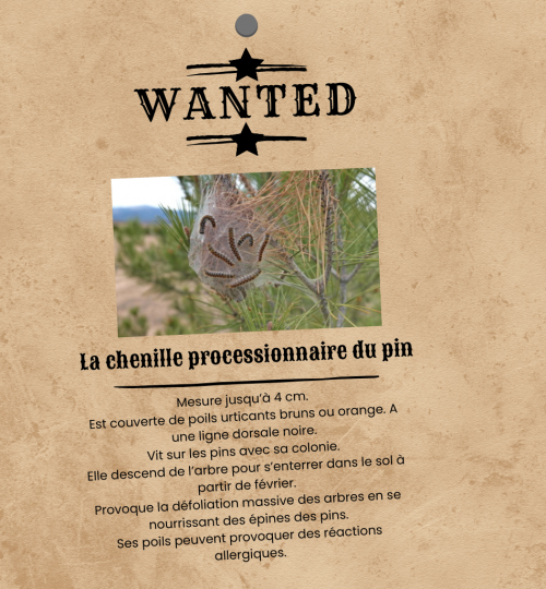 Wanted - Les chenilles processionnaires