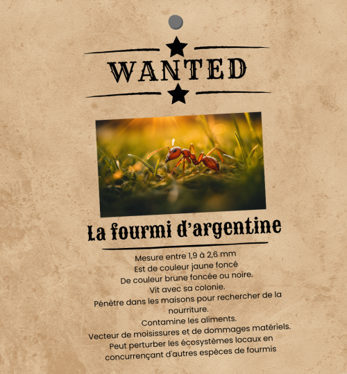 Wanted - la fourmi d'argentine