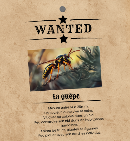 Wanted - la guêpe