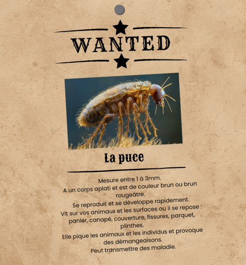 Wanted - la puce