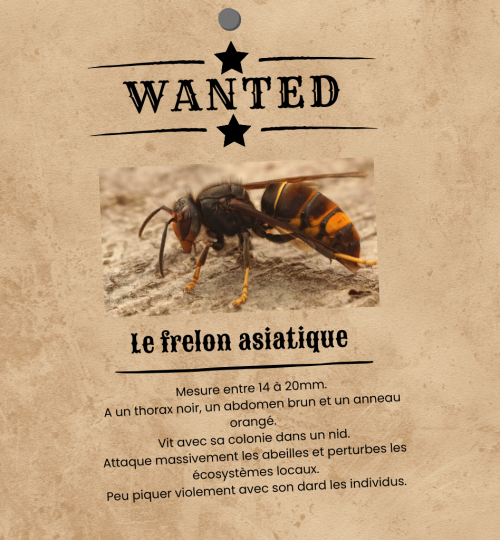 Wanted - le frelon asiatique