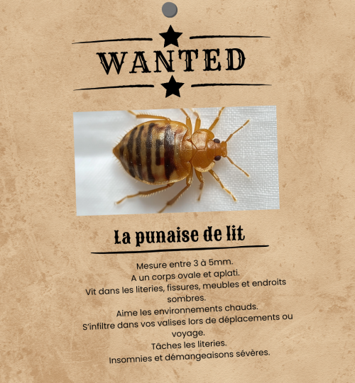 Wanted - punaises de lit